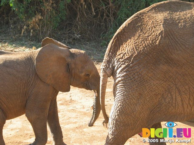 14155 Young and old Elephant